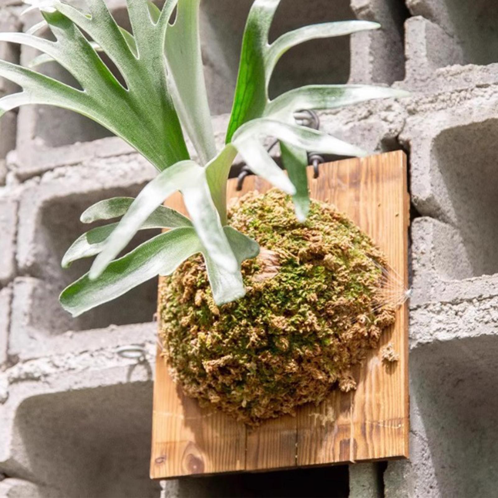 Vertical Wall Planter - 1 pçs interior de madeira staghorn
