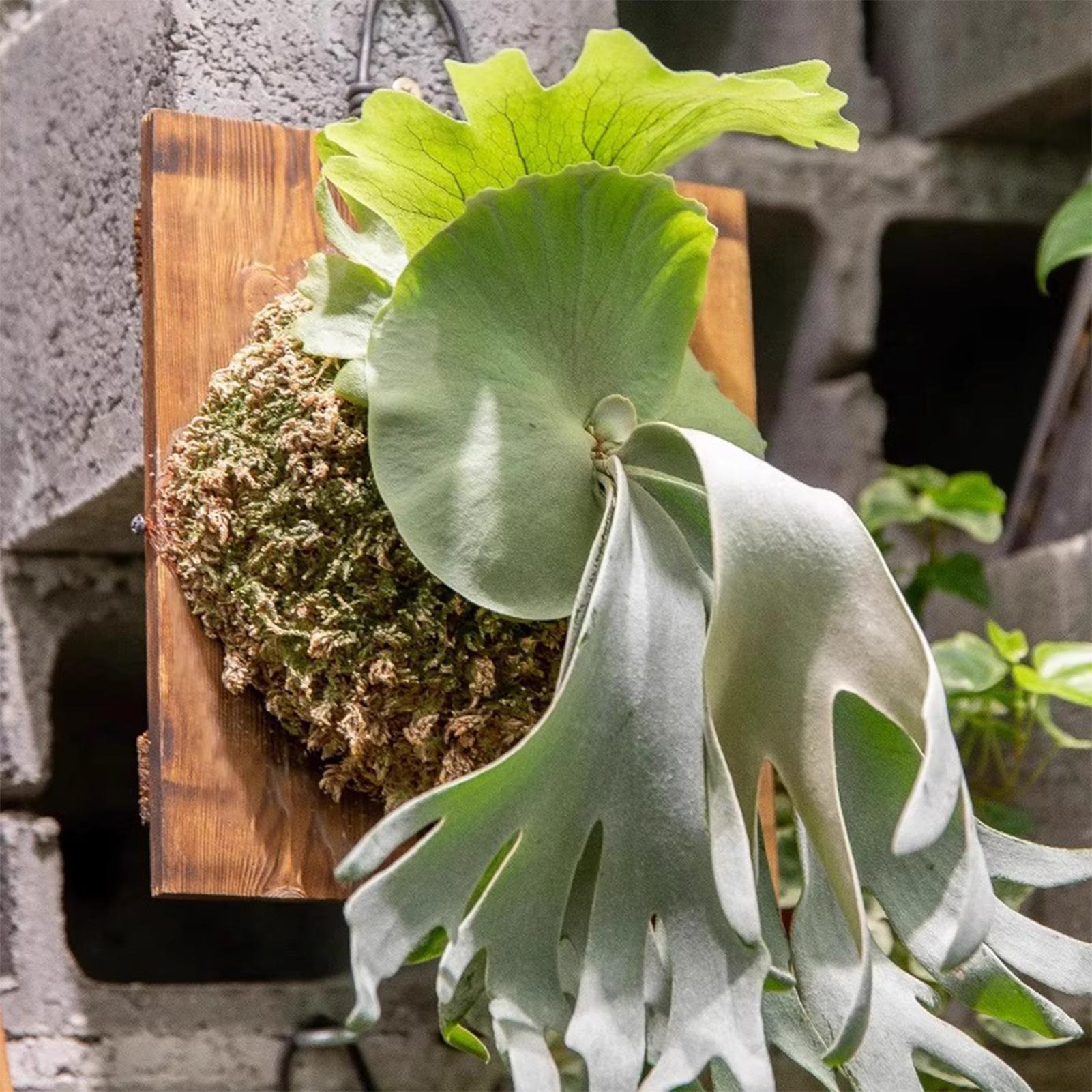 1 pçs interior de madeira stag - Vertical Wall Planter avaliação e preço